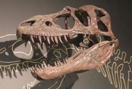 A fossil of a dinosaur skull is mounted to the wall of a display